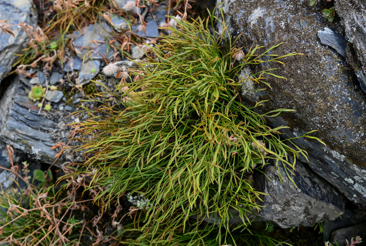 Изображение особи Asplenium septentrionale.