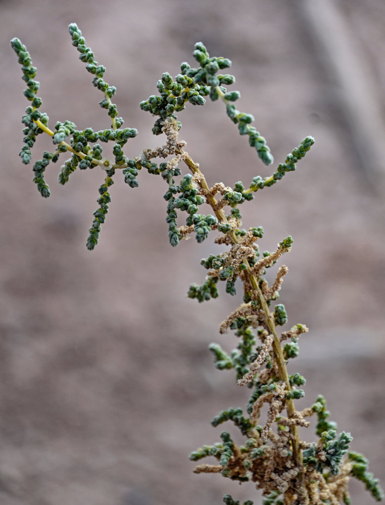 Image of Salsola tetrandra specimen.