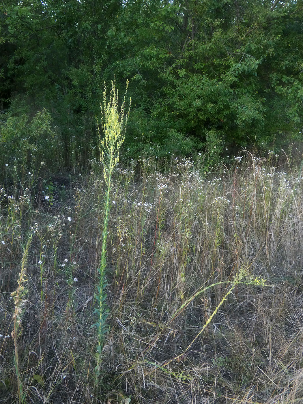 Изображение особи Linaria genistifolia.