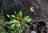 genus Taraxacum