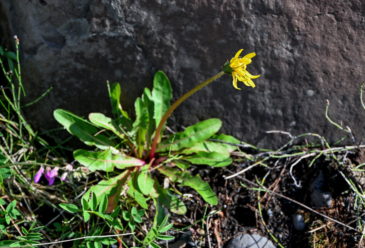 Image of genus Taraxacum specimen.