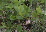 Vaccinium uliginosum подвид microphyllum. Верхушки побегов и цветки. Испания, автономное сообщество Каталония, провинция Жирона, комарка Рипольес, муниципалитет Сеткасес, курорт \"Вальтер 2000\", ≈2200 м н.у.м., подножие осыпи, луг с зарослями кустарников. 24.06.2021.