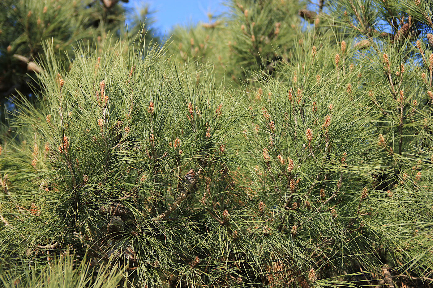 Image of Pinus pityusa specimen.