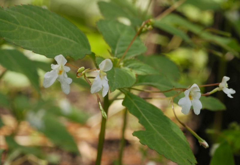 Image of Impatiens brachycentra specimen.