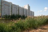 Phragmites australis. Заросли на берегу водоёма. Республика Саха (Якутия), г. Якутск. 02.08.2023.