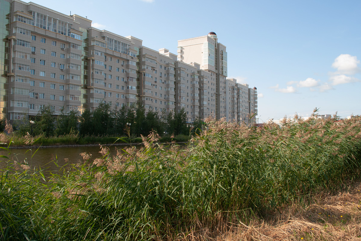 Изображение особи Phragmites australis.