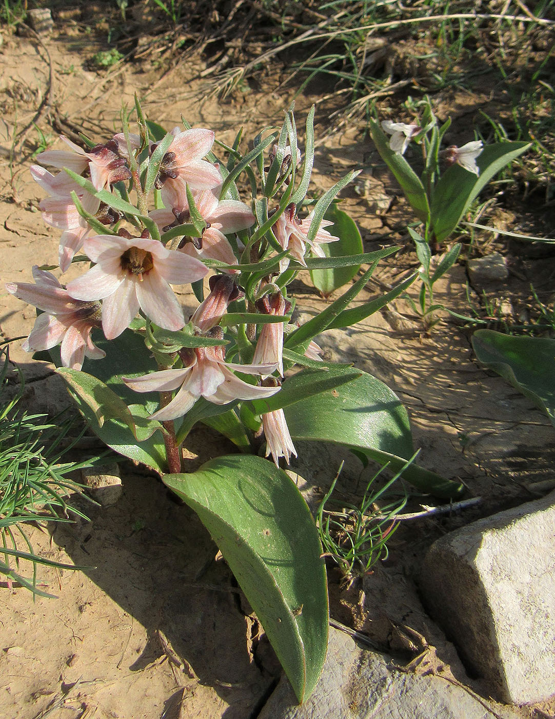 Image of Rhinopetalum stenantherum specimen.