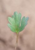 Ranunculus polyrhizos