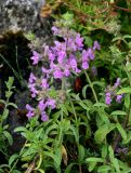 род Stachys. Верхушка побега с соцветием. Грузия, Имеретия, окр. монастыря Моцамета, опушка широколиственного леса, скалистый склон. 14.06.2023.