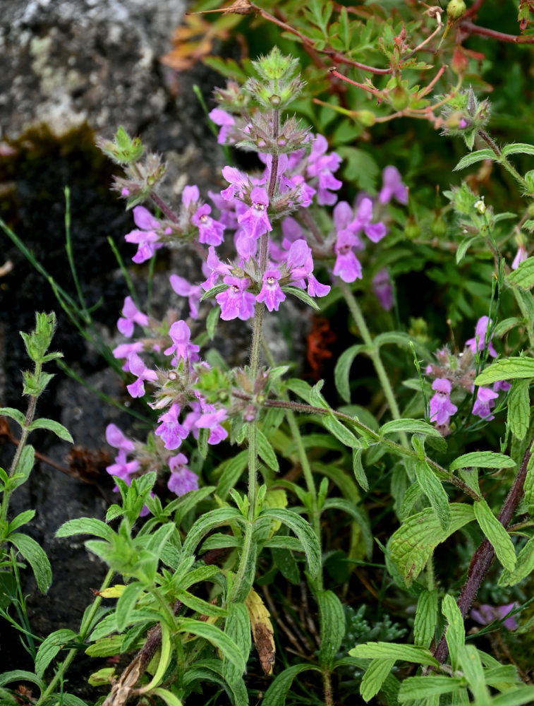 Изображение особи род Stachys.