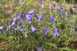 Campanula rotundifolia. Цветки. Новгородская обл., геологический памятник \"Ильменский глинт\", окр. дер. Ретлё, побережье оз. Ильмень, моховая пустошь на известняке на месте выемки горной породы. 25.07.2023.