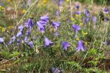 Campanula rotundifolia