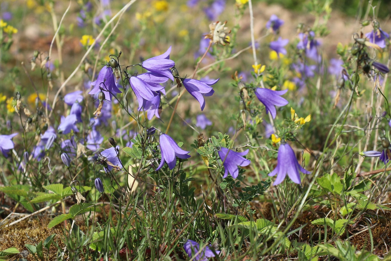 Изображение особи Campanula rotundifolia.