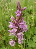 Dactylorhiza × kerneriorum