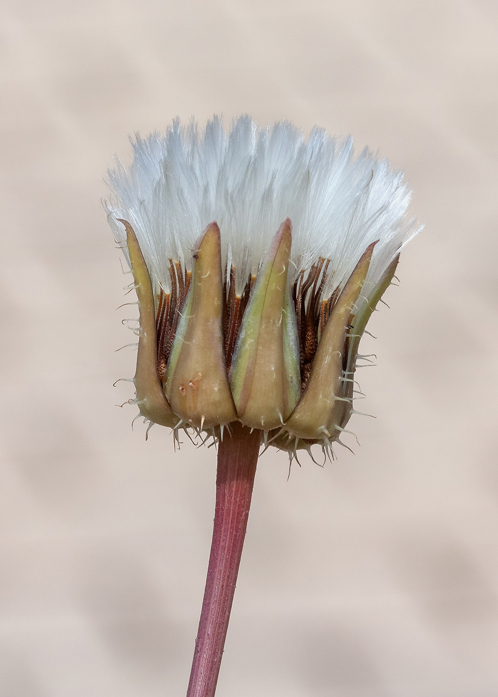 Image of Urospermum picroides specimen.