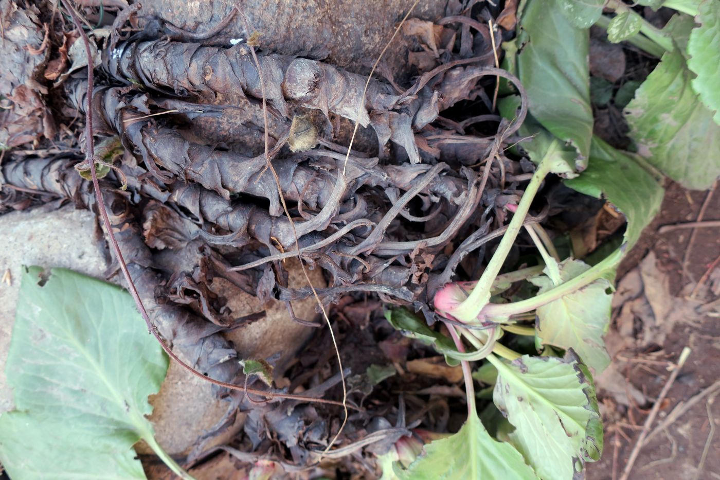 Image of Bergenia crassifolia specimen.