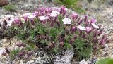 Gypsophila violacea. Цветущее растение. Магаданская обл., Ольский р-н, р. Окса. 26.07.2008.