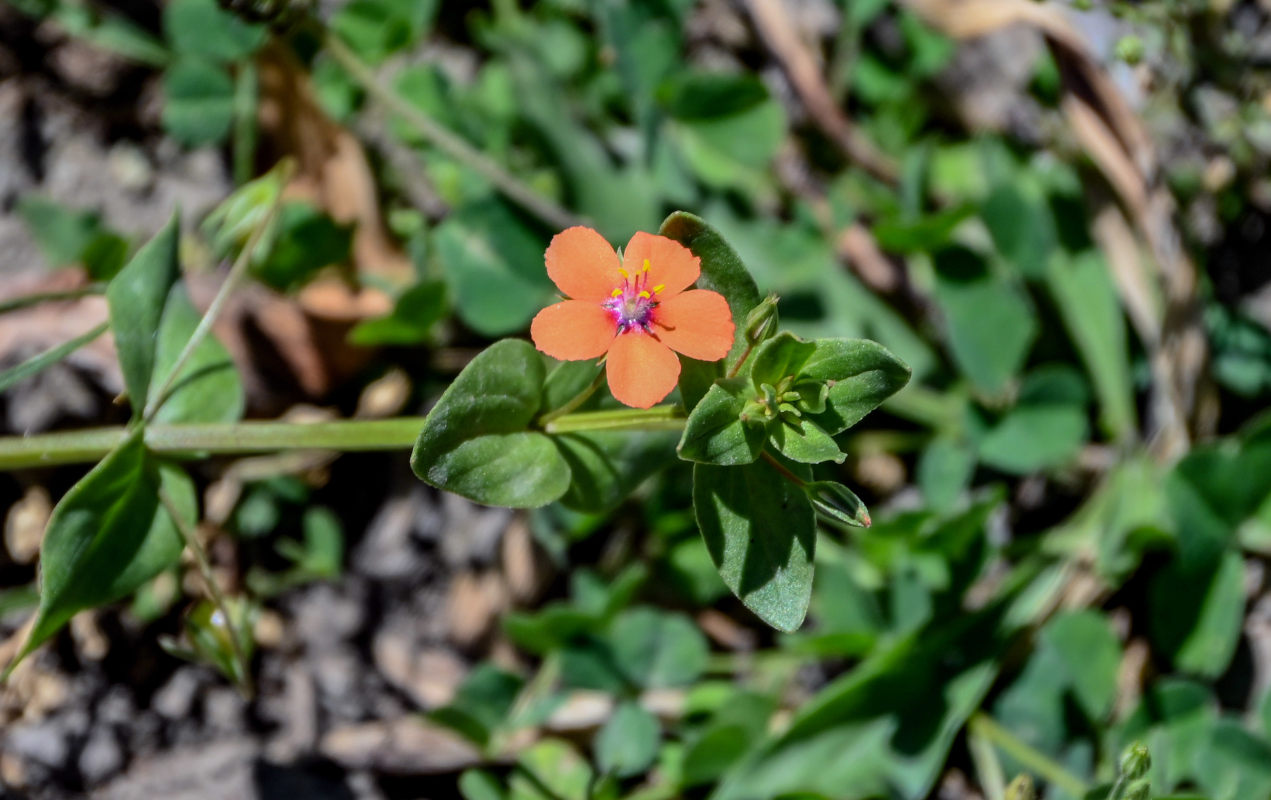 Image of Anagallis arvensis specimen.