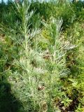 genus Artemisia