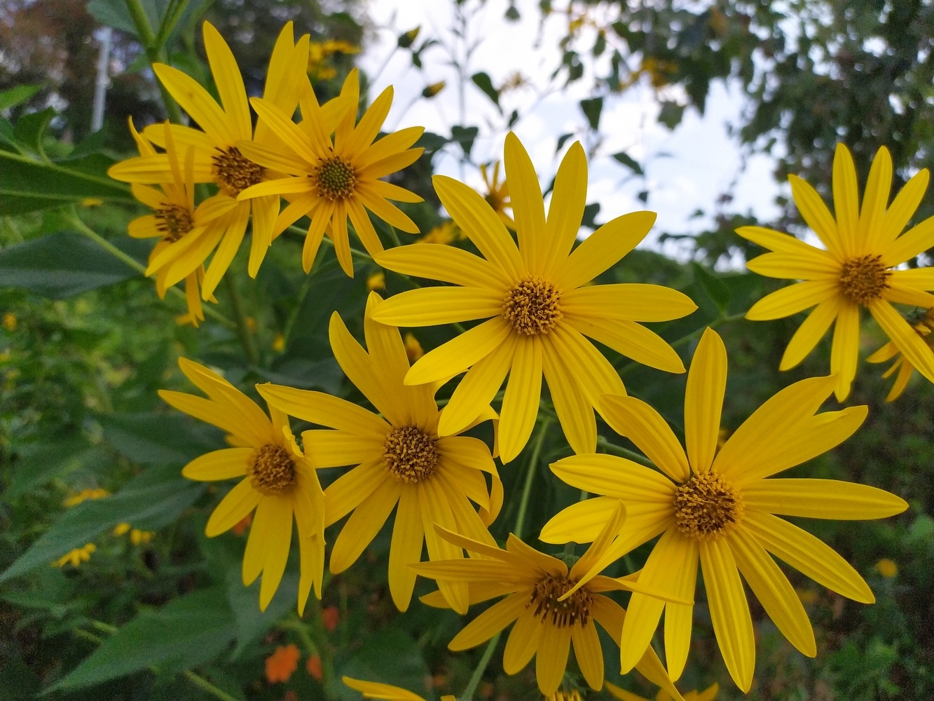 Image of Helianthus tuberosus specimen.