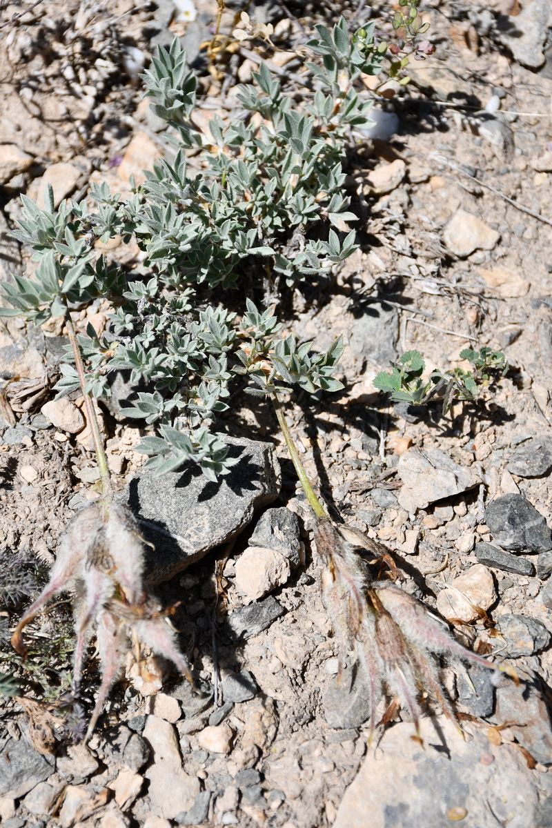Image of Astragalus pseudocytisoides specimen.