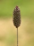 Phleum alpinum