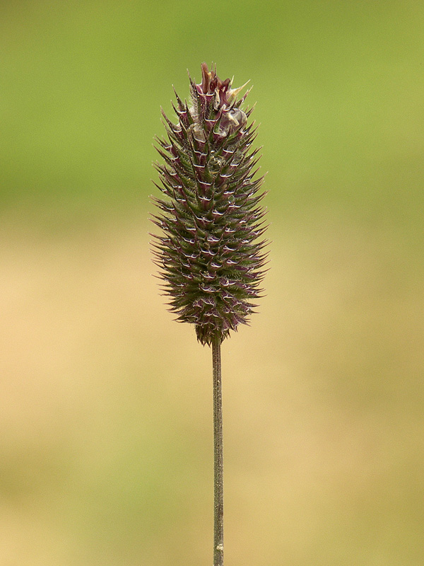 Изображение особи Phleum alpinum.