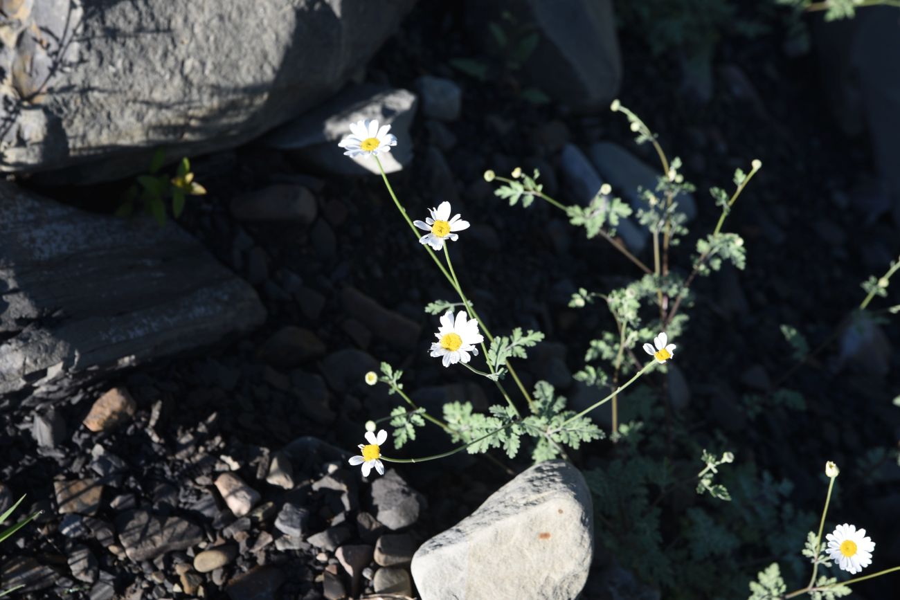 Image of Pyrethrum demetrii specimen.
