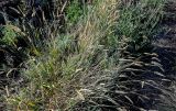 Agropyron pectinatum