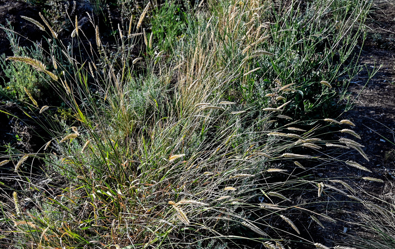 Изображение особи Agropyron pectinatum.