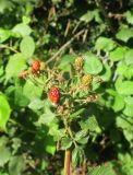 Rubus allegheniensis. Соплодие с незрелыми плодами. Московская обл., окр. г. Электрогорск, дачный участок, в культуре. 10.08.2024.