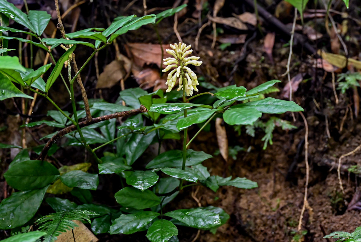 Image of Euchresta tubulosa specimen.