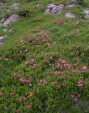 Rhododendron hirsutum