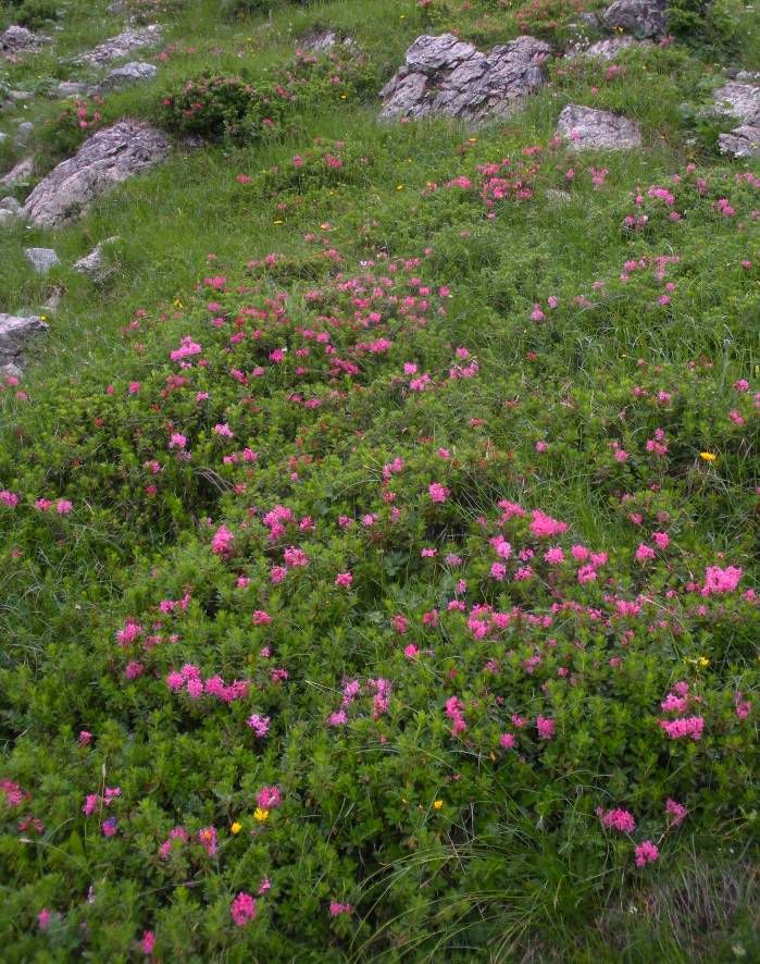 Image of Rhododendron hirsutum specimen.