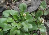 Valeriana ficariifolia