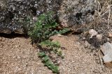 Chesneya hissarica