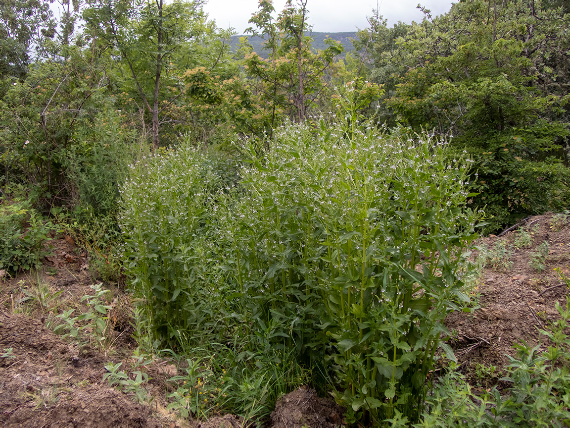 Image of Veronica anagallis-aquatica specimen.