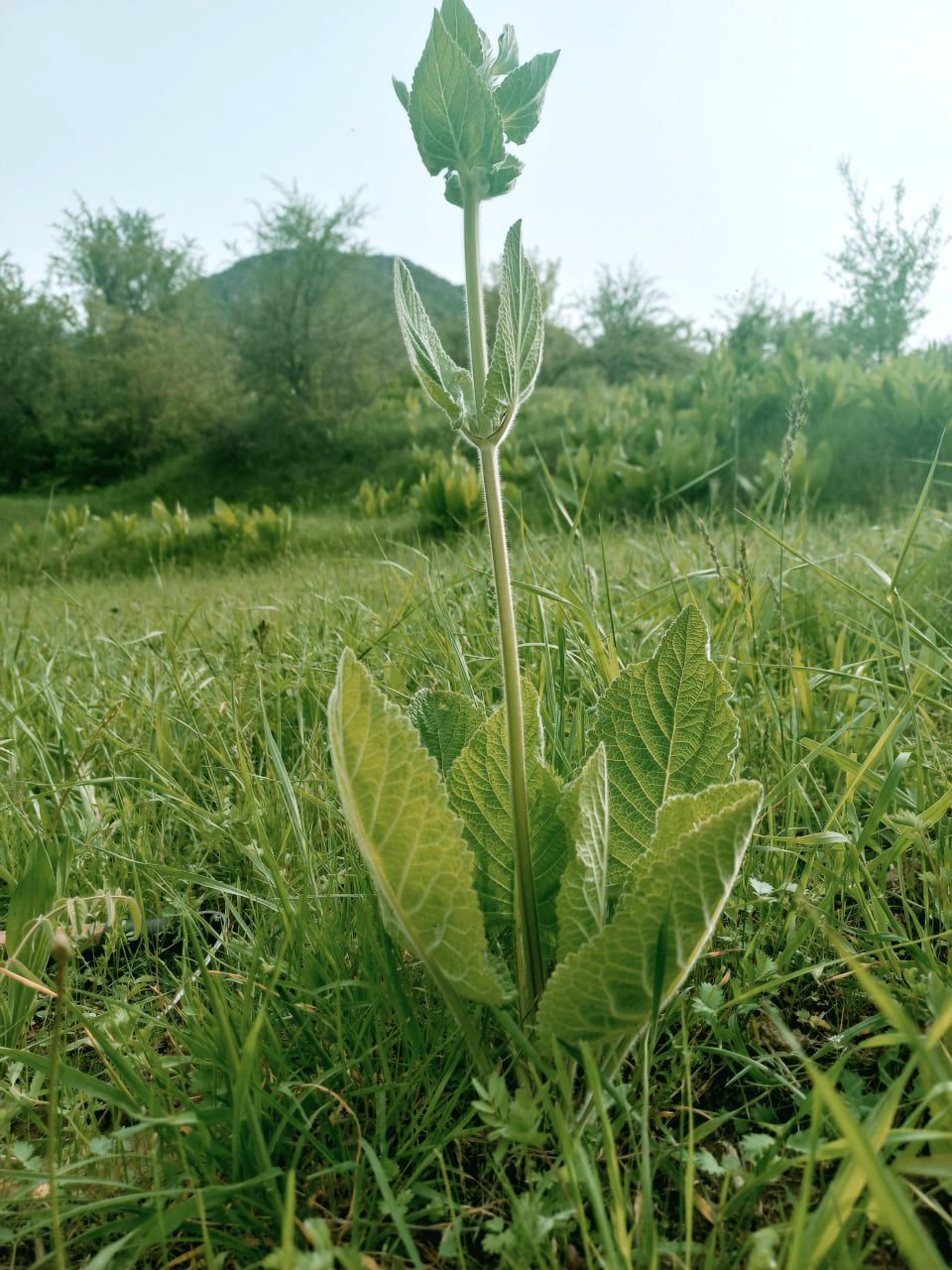 Изображение особи Phlomoides arctiifolia.
