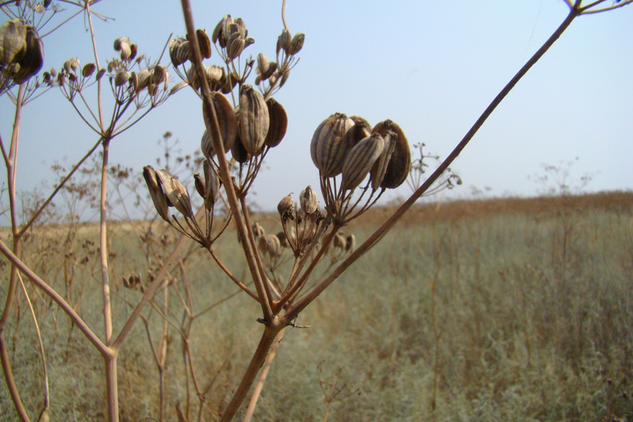 Image of Ferula euxina specimen.