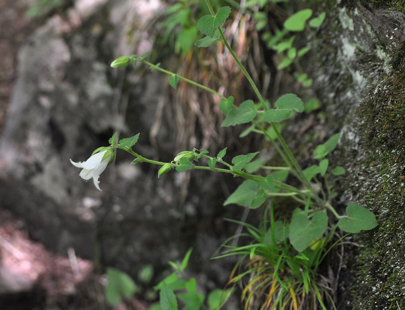 Изображение особи Campanula alliariifolia.