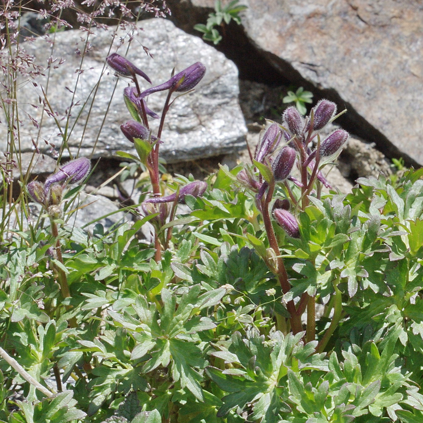 Image of Delphinium caucasicum specimen.