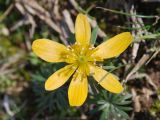 Eranthis longistipitata