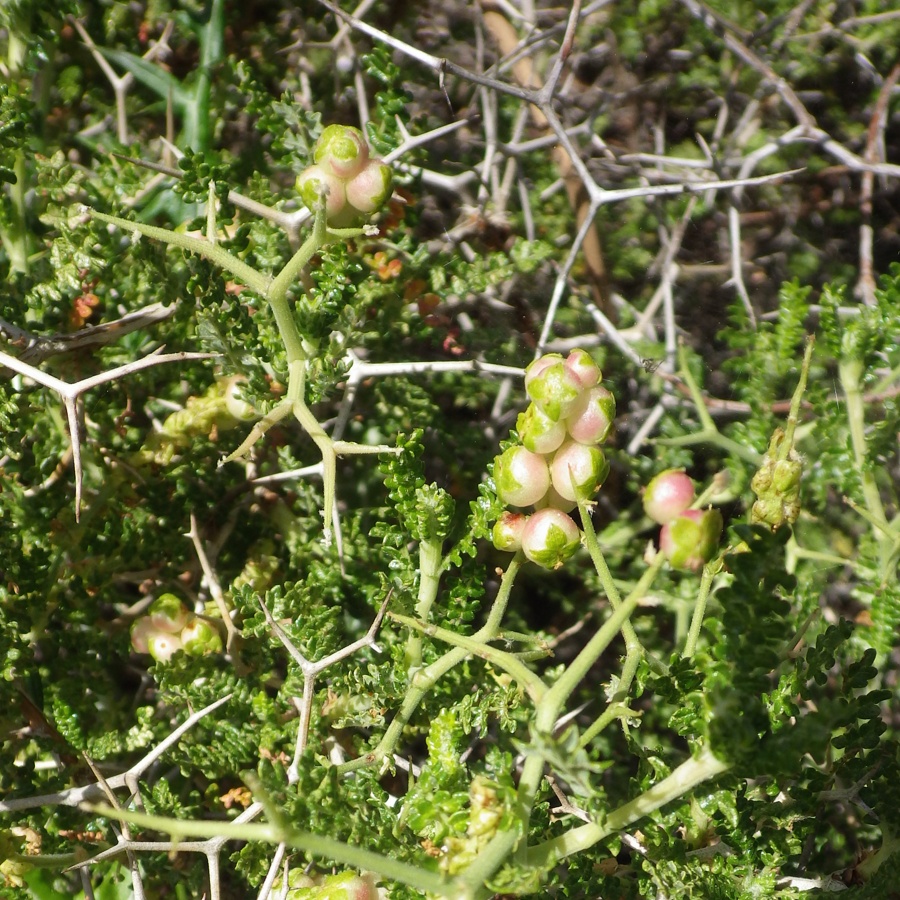 Image of Sarcopoterium spinosum specimen.