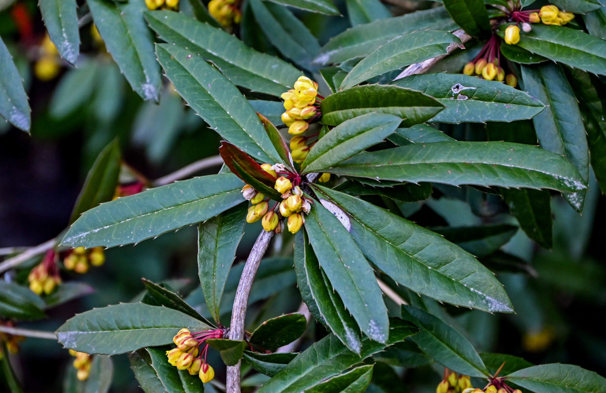 Image of Berberis julianae specimen.