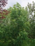 Aesculus glabra