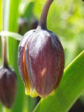 Fritillaria assyriaca