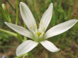 Ornithogalum umbellatum