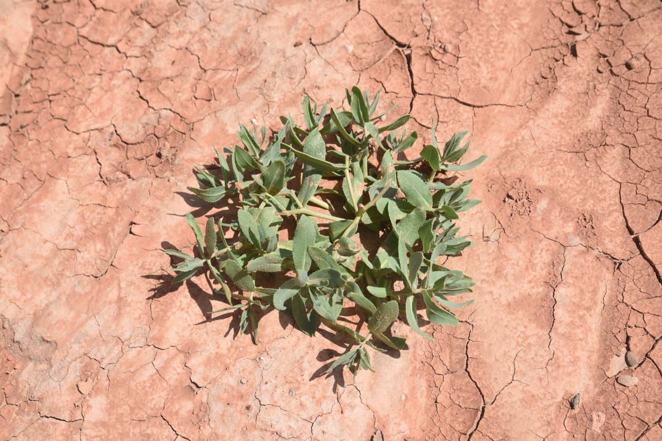 Image of Caccinia macranthera specimen.