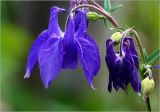 Aquilegia vulgaris