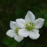 Parnassia palustris